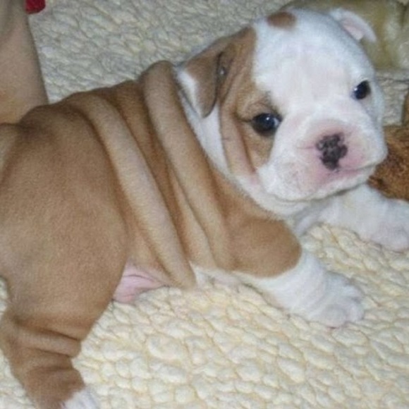 Meet your Posher, Junie - Picture 1 of 1